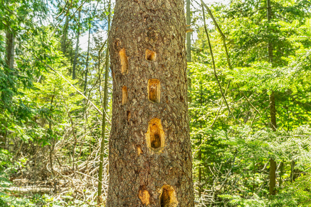 Woodpecker holes in fir tree found during hiking. Damaged spruce trunk with holes from a woodpecker. - Фото, изображение