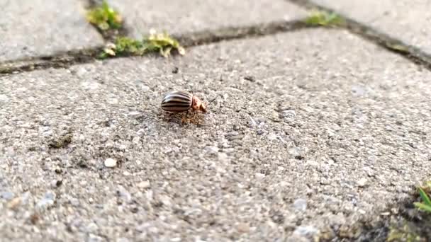 Potato beetle searching for potatoes and vegetables in mating season running on the floor to a farm field as pest and parasite in agriculture to be fought with organic pest control organic farming - Video, Çekim