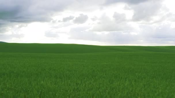 Nagranie drona 4k pięknego zielonego pola na wsi. - Materiał filmowy, wideo