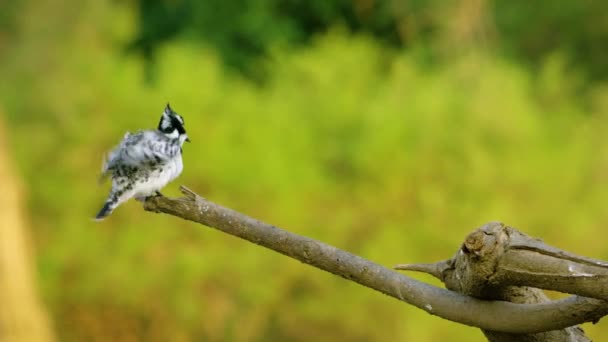 A Pied Kingfisher flapping its wings - Footage, Video