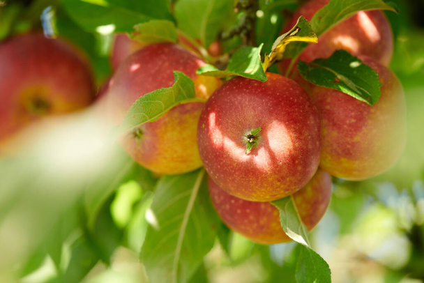 Red apples growing on trees for harvest in an agriculture orchard outdoors. Closeup of ripe, nutritious and organic fruit cultivated in season on a farm. Delicious fresh produce ready to be picked. - 写真・画像