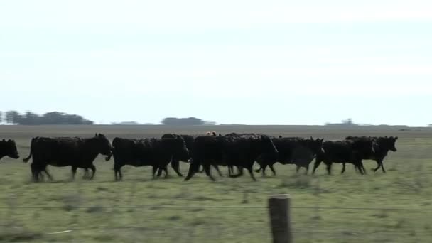 Mustering Cattle in Buenos Aires Province, Argentina.  - Metraje, vídeo