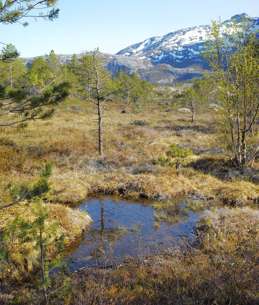 Rural landscape of an overgrown meadow with uncultivated wet marshland. Copyspace with dry grass and wetland on a swamp in Bodo Nordland, Norway against a blue sky background and snow capped mountain. - Fotoğraf, Görsel