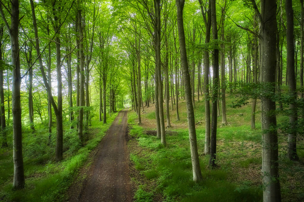 Hidden mystery path leading through trees in a magical deciduous forest in remote, serene and quiet environment. Scenic landscape of lush green woods with a pathway to a beautiful place in nature. - Foto, Bild