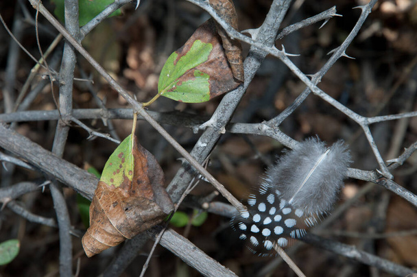 Pióro zachodnioafrykańskiego perlika Numida meleagris galeatus na krzewie. Park Narodowy Niokolo Koba. Tambacounda. Senegal. - Zdjęcie, obraz