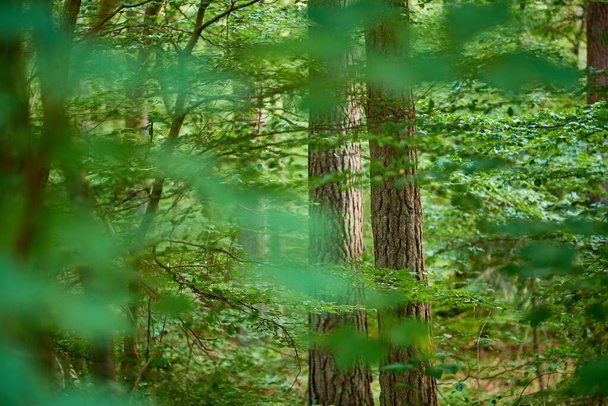 Paesaggio frondoso e panoramico con alberi decidui verdi freschi in un ambiente naturale remoto. Vista di una foresta satura di conifere con foglie vibranti in primavera. Primo piano di un'abbondante foresta lussureggiante. - Foto, immagini