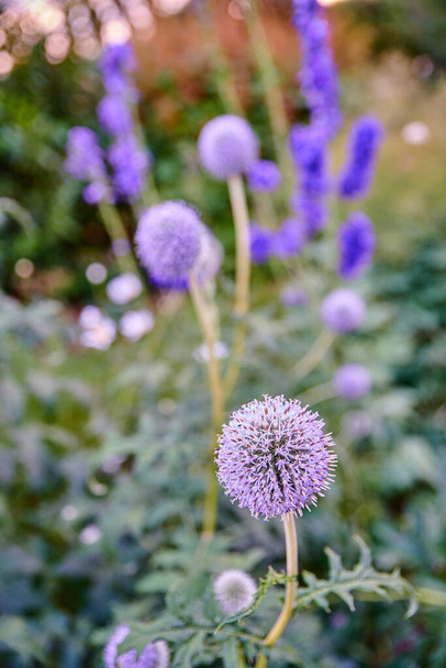 Purple globe thistle flowers growing in a summer garden. Beautiful outdoor flower between lush green leaves. Gardening perennial flowering plants for backyard decoration or park landscaping. - Photo, image