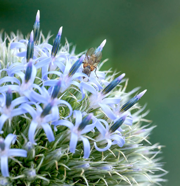 Closeup of blue globe thistle plant being pollinated by bees in a garden during summer. Botany growing on a green field in the countryside. Zoom of wildflowers blossoming with insects in a meadow. - Photo, Image