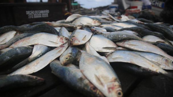 Salvador, Bahia, Brezilya - 30 Nisan 2022: Salvador 'daki Sao Joaquim fuarında dondurulmuş balık satışı. - Fotoğraf, Görsel