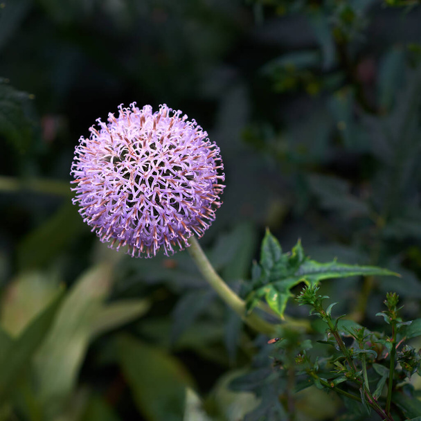 Closeup of a purple globe thistle flower growing in a garden with blur background copy space. Beautiful outdoor echinops perennial flowering pant with a green stem and leaves flourishing in a park. - Φωτογραφία, εικόνα
