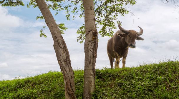 Carabao es un búfalo doméstico de tipo pantano nativo de Filipinas. Los animales se utilizan para ayudar a trabajar en las granjas de arroz. - Foto, Imagen