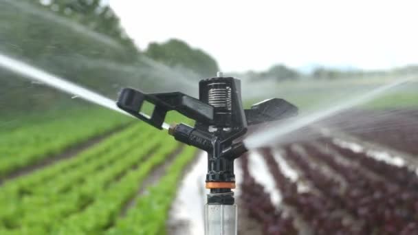 Irrigation system works in field, sprinkles water on the soil for good harvest. Sprinkler spraying agricultural field on farm - Felvétel, videó