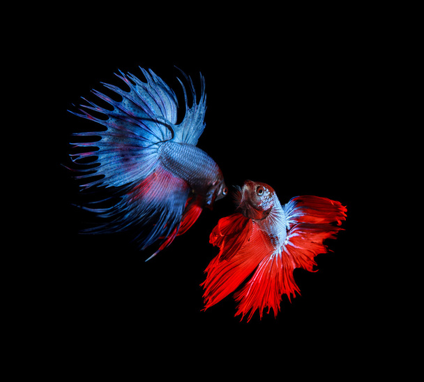 червоно-блакитна бета-верхня форма риби готується до боротьби з ізо
 - Фото, зображення