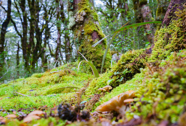 Amazing selection small plants and mosses in Micro-landscape on Southern Alps rainforest floor, Bealey bush walk. - Foto, Imagen