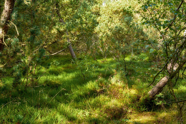 Мальовничі ліси зі свіжих зелених листяних дерев на сонячний день з зеленою травою і листям. Детальний вид на знаменитий насичений хвойний ліс навесні. Поширений пишний ліс влітку
. - Фото, зображення