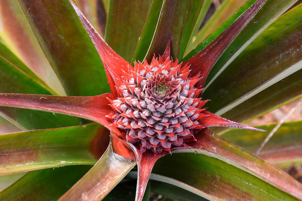 Beautiful red wild pineapple, Bromelia pinguin is a large, perennial bromeliad with spikey fronds that grow up to two meter long. - Photo, Image