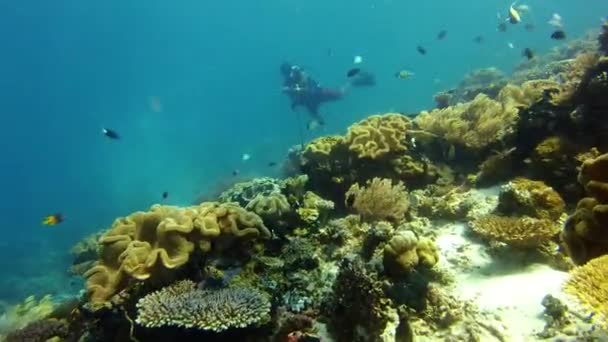 4k video footage of an unrecognizable scuba diver swimming among fish in the coral reefs in Raja Ampat. - Video, Çekim