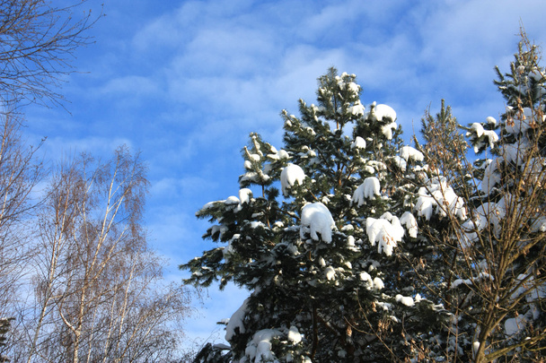 Alberi in una foresta ricoperta di neve bianca
 - Foto, immagini