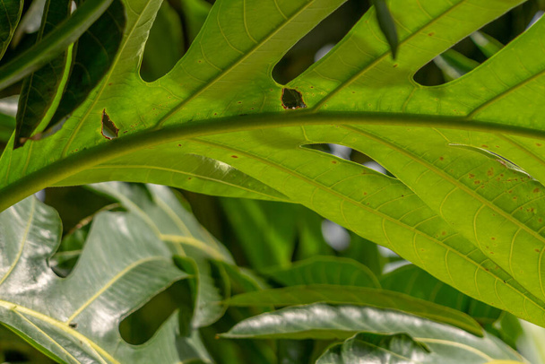 Листья хлеба фруктовое растение широкие зеленые, поверхность немного грубая и жесткая, фон органические продукты питания тема - Фото, изображение