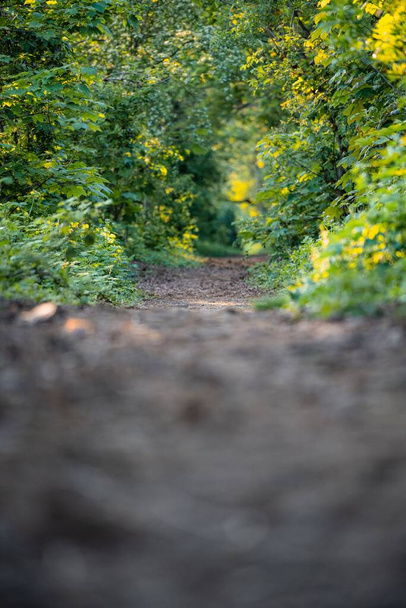 A vertical closeup shot of a sandy path in a forest - Фото, зображення