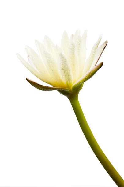 White lotus flower isolated - 写真・画像