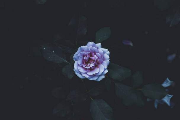A closeup shot of a blue girl rose - Foto, Imagem