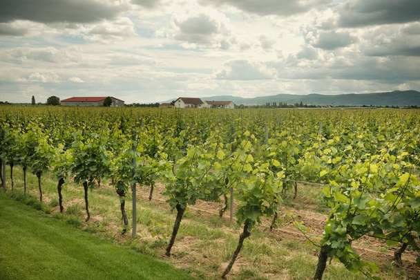A vast vineyards in Pfalz Region, Germany under a cloudy sky - Foto, immagini