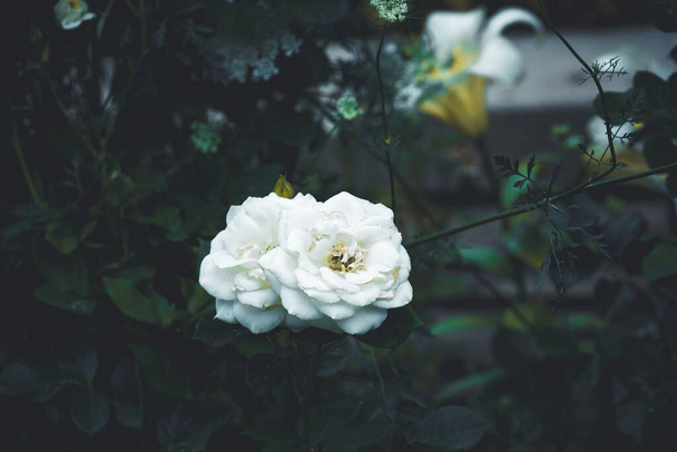 A closeup shot of a white camellia - Zdjęcie, obraz