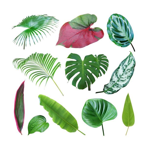 Sada tropických listů izolovaných na bílém pozadí s oříznutou stezkou - Fotografie, Obrázek