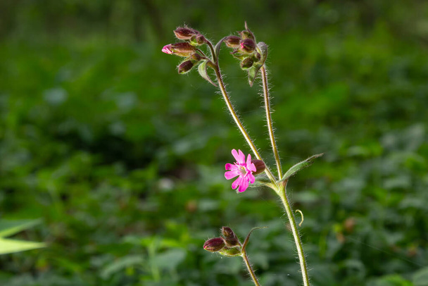 Red Campion, Silene dioica, growing wild on the banks of the River Wansbeck , Northumberland in the North East of England. A fully opened flower is shown next to unopened buds and blurred background. - Photo, Image