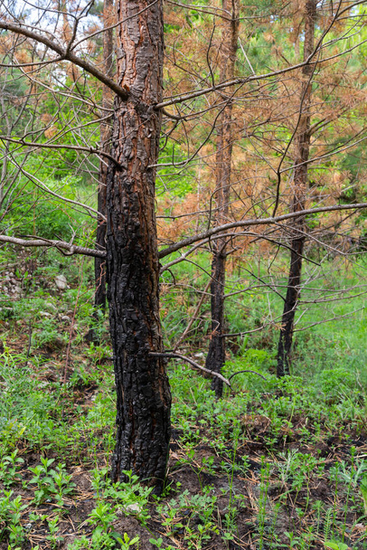 Secar los pinos jóvenes después de un incendio de hierba. Troncos de árbol quemados, agujas secas. - Foto, Imagen