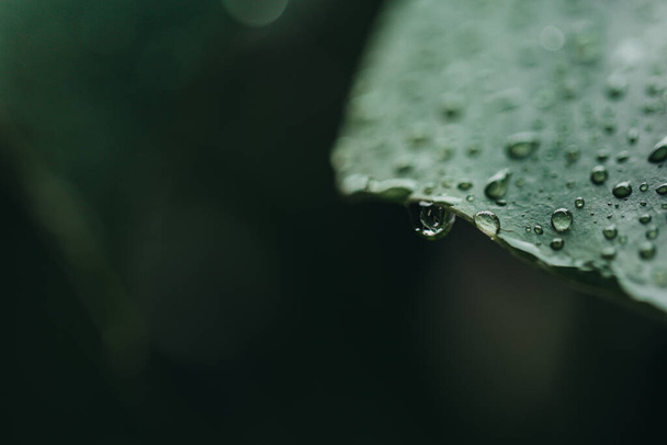 Iso vihreä hirviö kastepisaroineen sadekaudella. luonnon käsite - Valokuva, kuva