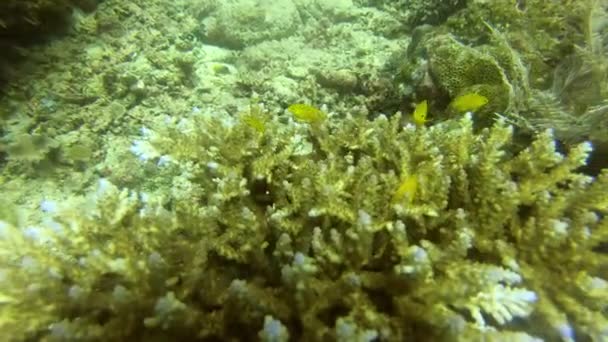 4k video footage of lemon damsel fishes swimming in the coral reefs of Raja Ampat, Indonesia. - 映像、動画