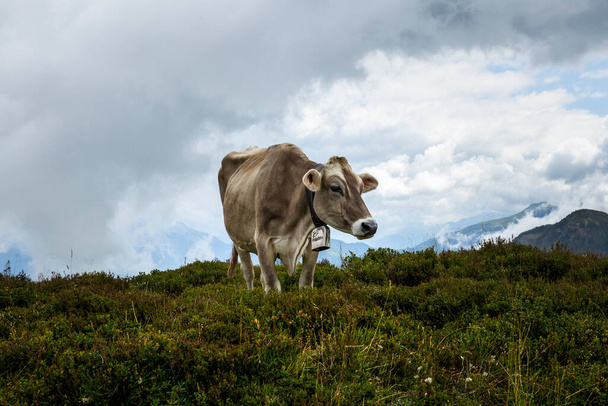 Happy cow free grazing on the Swiss Alps in summer - Foto, imagen