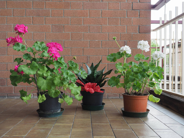 Gruppe von Zimmerpflanzen auf einer Terrasse mit Geranien und Sansevieria - Foto, Bild