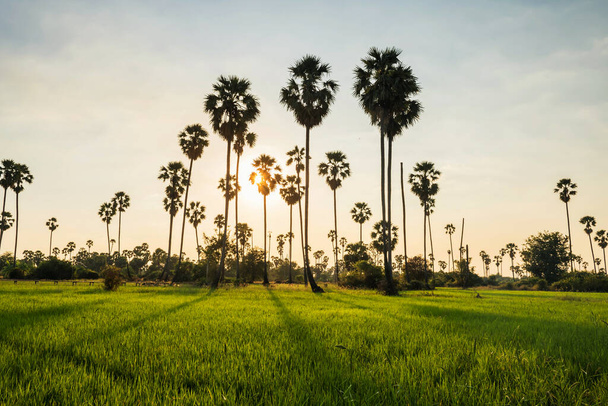 Sunset light through sugar palm and paddy rice farm, Dongtan Sam Khok, Pathum Thani Province, Thailand. - Valokuva, kuva