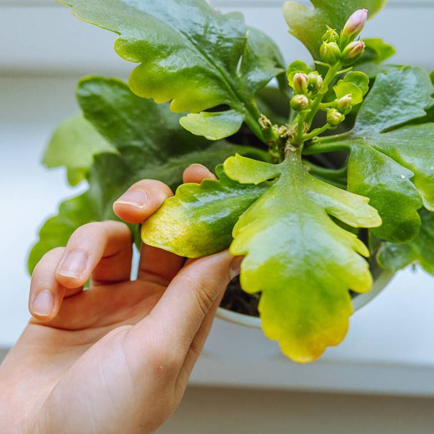 жіноча рука показує жовте сухе листя домашньої рослини в вазоні Каланхое. Догляд за кімнатними рослинами, контроль за квітковими хворобами, шкідники комах, які вбивають квіти горщиків
 - Фото, зображення