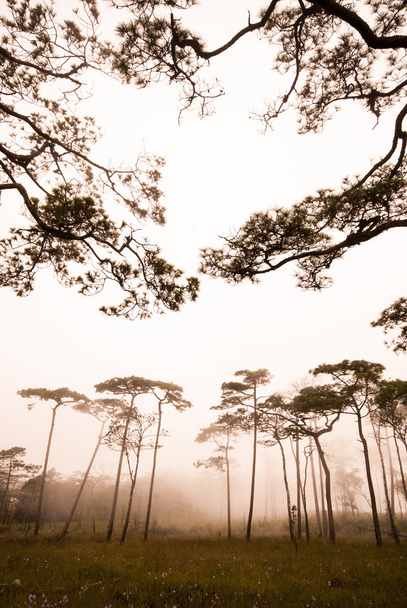 Borový les v mlze na Phu Soi Dao národní park Uttaradit provincie Thajska - Fotografie, Obrázek
