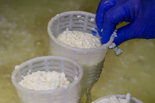 Producción artesanal de queso fresco de cabra. - Foto, imagen