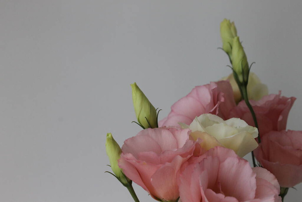 Belles fleurs roses de gentiane des prairies sur fond blanc. Photo rapprochée. - Photo, image