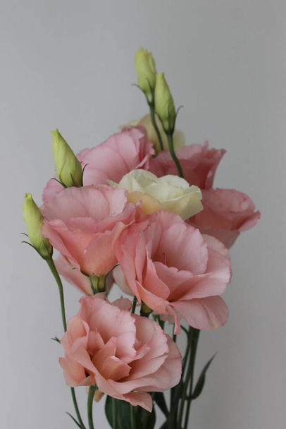 Ніжні рожеві та білі квіти, макрозйомка. Прері-геній у букеті. Білий фон
. - Фото, зображення