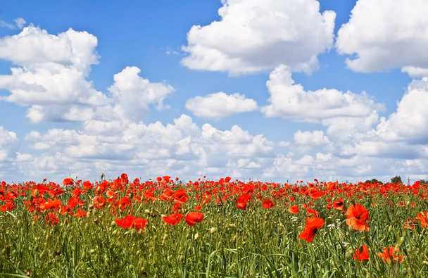 Poppy field - Photo, Image