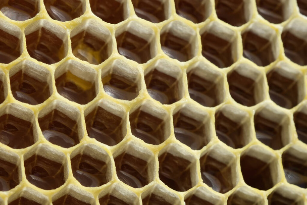Fragment of honeycomb with full cells. Beekeeping and honey production image - 写真・画像