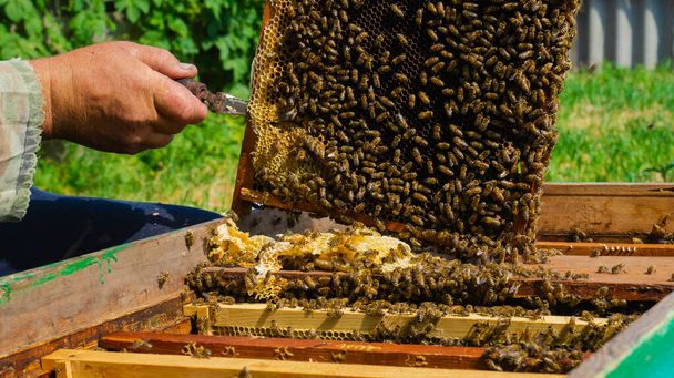 Пчеловод работает на пасеке. Производство пчелиного улья и меда. Работать дома на пасеке. Рой пчёл. - Фото, изображение