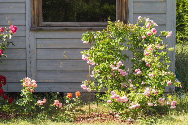 Kaunis vaaleanpunainen nostalginen ruusu puutarhassa. Vaaleanpunainen sekoitus suurikukkaisia kiipeilijä. Kiipeily Jasmina
 - Valokuva, kuva