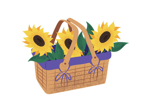 Hand drawn basket with blooming sunflowers, isolated on white vector illustration with grainy texture - Vetor, Imagem