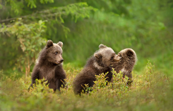 Κοντινό πλάνο παιχνιδιάρικων μικρών ευρωπαϊκών καφέ αρκούδων (Ursus arctos arctos) στο δάσος της Φινλανδίας. - Φωτογραφία, εικόνα
