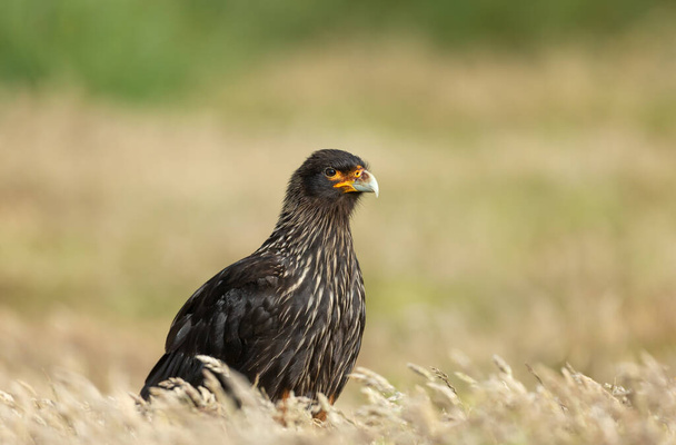 Close-up of Striated Caracara against yellow background, Falkland Islands. - Photo, Image
