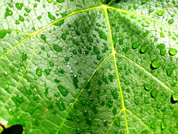 green leaf, natural water background - Foto, immagini
