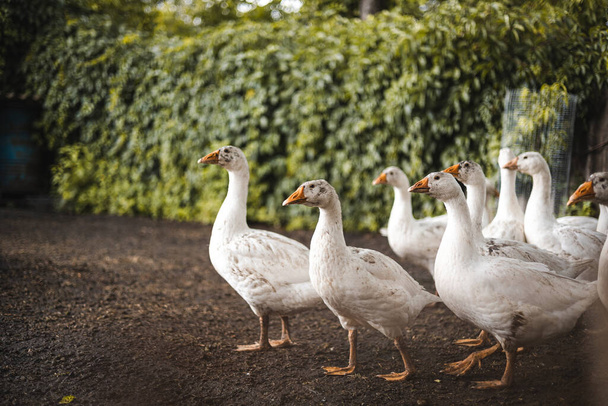 Household, adult geese, wet and dirty geese - Fotó, kép